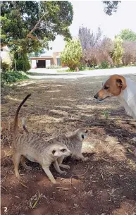  ??  ?? 1 RiverStill Guest Farm south of Groot-Marico has almost as many dogs as black-headed orioles. 2 This Jack Russell is best friends with meerkats! 3 Weasel the civet from Marnitz likes to visit Baobab Farm Cottages. 4 You’ll find this hound, called Hotspot, at the Baobab Biltong Padstal.