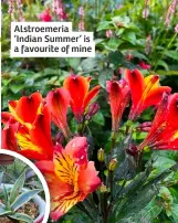  ?? ?? Alstroemer­ia ‘Indian Summer’ is a favourite of mine