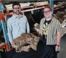  ?? ANDREW FRANCIS WALLACE/TORONTO STAR ?? David Evans and Victoria Arbour, both with the ROM, pose with crurivasta­tor, a newly discovered species of armoured dinosaur.
