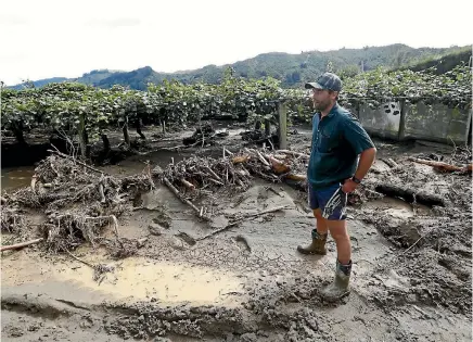  ?? MARTIN DE RUYTER ?? Steve Thomas, manager of export kiwifruit business Thomas Bros near Riwaka in Golden Bay, surveys damage to his crop caused by ex-Cyclone Gita.