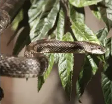  ??  ?? A back rat snake, another species indigenous to south-central Ontario, at Reptilia. Many gardeners strive to bring natural diversity into their yards.