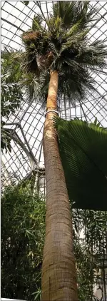  ??  ?? RAISING THE ROOF: The 50ft palm is outgrowing its Edinburgh hothouse home