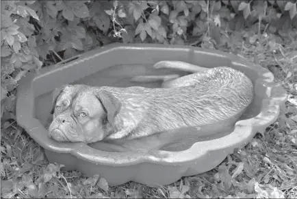  ?? Dreamstime ?? Cooling off in the pool is one way to beat the summer heat for your canine friend.