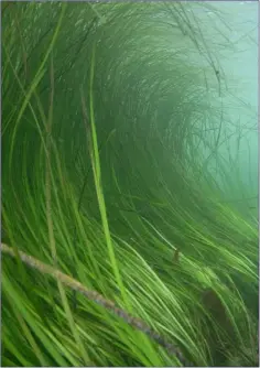  ??  ?? Eelgrass