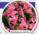  ?? ?? Glamorous nerine ‘Zeal Giant’