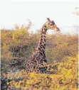  ??  ?? Giraffen gehören neben den Geparden zu den Attraktion­en auf Sir Bani Yas.