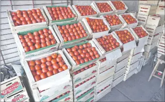  ??  ?? Abundante tomate argentino y de producción nacional se ofertaban ayer en el Abasto.