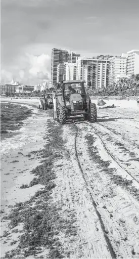  ?? PEDRO PORTAL pportal@miamiheral­d.com ?? A crew clears sargassum near Collins Avenue and 27th Street in Miami Beach on Thursday. Since October, almost 25,000 tons have been collected, Miami-Dade data shows.