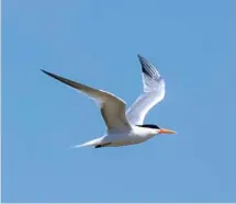  ??  ?? ELEGANT TERN Pagham Harbour, West Sussex, 17 June