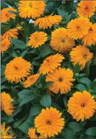  ?? (TNS/Norman Winter) ?? Lady Godiva calendulas come in orange and yellow and reach 16 inches tall and 18 inches wide.