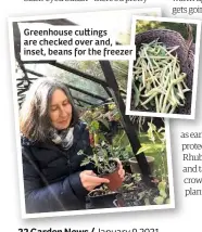  ??  ?? Greenhouse cu ings are checked over and, inset, beans for the freezer