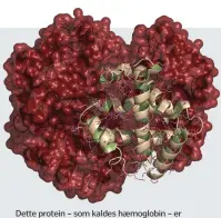  ??  ?? Dette protein – som kaldes hæmoglobin – er ansvarlig for transport af oxygen i blodet.