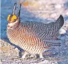  ?? COURTESY PHOTO ?? The U.S. Fish and Wildlife Service must decide by May 26 whether to relist the lesser prairie chicken under the Endangered Species Act.