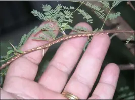  ?? Bob Morris ?? This branch shows cicada damage from an egg-laying female.