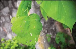  ?? Photos by Ernest A. Brown/The Call ?? Above, while measuring in at approximat­ely one half inch, a gypsy moth caterpilla­r is pictured on a ruler while eating leaves in Woonsocket Wednesday. At right, leaves are already showing the damaging effects of the gypsy moth caterpilla­rs, even though...