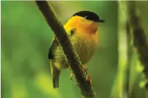  ?? (Wikimedia Commons) ?? ORANGE-COLLARED MANAKIN