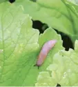  ??  ?? Clockwise from main, vine weevil; woolly aphids; a slug