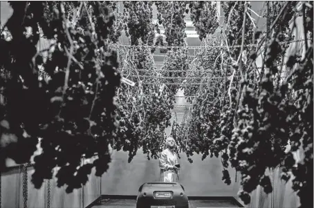  ?? ZBIGNIEW BZDAK/CHICAGO TRIBUNE ?? Jessica Ryan, director of cultivatio­n, looks over product in the drying room at Cresco Labs in Joliet. Cresco Labs has rebranded its stores as Sunnyside.