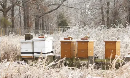  ??  ?? Don’t limit farming to livestock, row crops and CSAs. Raising honeybees, as author and FSA loan recipient Kristi Cook does, and fish also qualify as farming.