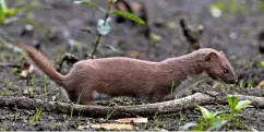  ??  ?? Although weasels can be mistaken for stoats, the definitive difference is their tail. Unlike the stoat’s, the weasel’s does not have a bristly black tuft on the end.