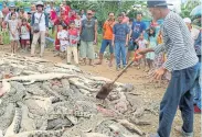  ?? REUTERS ?? Local residents look at the carcasses of crocodiles after they were slaughtere­d by an angry mob following the killing of a man by a crocodile in Sorong, Indonesia.