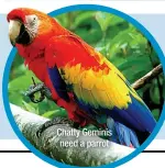  ?? ?? Chatty Geminis
need a parrot