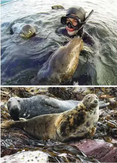  ??  ?? Top left: Ben helped rescue a grey seal pup that was washed into a powerful current by a rogue wave. Top right: three seals investigat­e Ben at the surface. Above: with just over 111,000 grey seals, UK coasts are home to roughly 38 per cent of the...