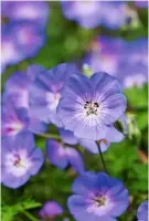  ??  ?? Geranium ‘Rozanne’ makes striking ground cover for planting under roses, with its large blue flowers, revealing white centres, held on wiry stems.