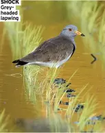  ?? ?? Greyheaded lapwing