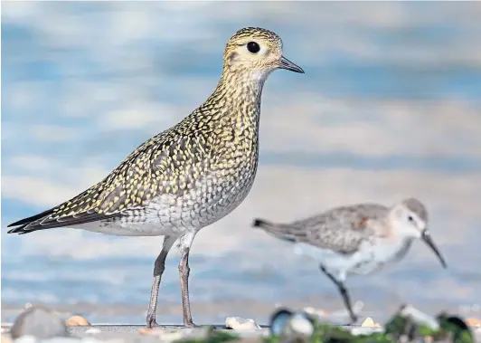  ?? ?? FAVOURITE FLOCK : Golden plovers, even without their distinctiv­e summer plumage, are a delightful spot at this time of year.