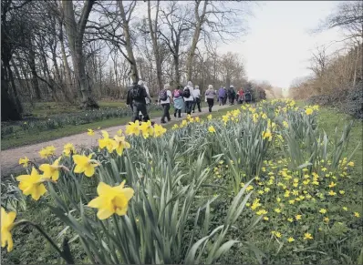  ?? PICTURE: SIMON HULME. ?? SET FAIR: Walkers stroll through the daffodils at Temple Newsam, Leeds, yesterday.