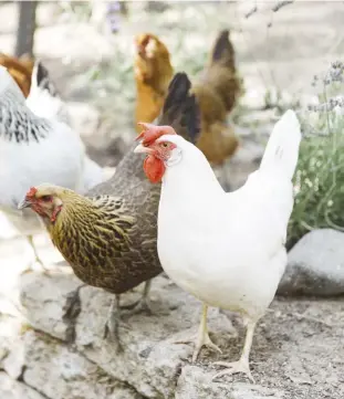  ??  ?? Theissen and her husband both kept chickens growing up, so it was natural for them to include a small flock in their Southern California backyard.