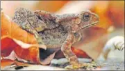  ?? SUNJOY MONGA / YUHINA ECOMEDIA ?? A toad emerges from selfimpose­d exile and waits, bugeyed, for the monsoon.