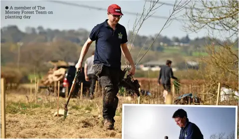  ??  ?? ● A member of The Mersey Forest Team on planting day