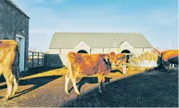  ?? ALEXANDRA GENOVA/NEW YORK TIMES FILE PHOTO ?? Cows at Churchtown Dairy in Hudson, N.Y., late last year. At least one person in Texas has been diagnosed with bird flu following contact with dairy cows presumed to be infected, state officials said Monday.