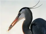  ?? ROD MACIVOR PHOTO ?? A great blue heron enjoys a fish at Sunset Beach, Fla.