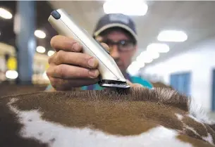  ?? Christine MuschiforN­ational Post ?? A dairy cow is prepared for competitio­n. The quota system has failed to protect Canadian farmers from imports, one farmer says.