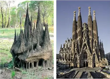  ??  ?? ABOVE: This magnificen­t ‘termite cathedral’ snapped by Fiona Stewart bears a striking resemblanc­e to Gaudi’s Sagrada Familia.