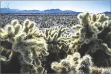  ?? PHOTO VIA AP ?? Teddybear Chollas are seen within the proposed Avi Kwa Ame National Monument on Feb. 12, 2022, near Searchligh­t, Nev.