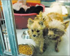  ??  ?? The Pomeranian­s found late Wednesday range in age from 3 months to 12 years, and sometime in the next few weeks, they will be cleared for adoption, an Animal Foundation spokeswoma­n said.