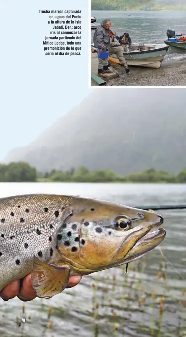  ??  ?? Trucha marrón capturada en aguas del Puelo a la altura de la Isla Jabalí. Der.: arco iris al comenzar la jornada partiendo del Mítico Lodge, toda una premonició­n de lo que sería el día de pesca.