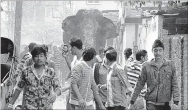  ?? ASSOCIATED PRESS ?? A wild elephant that strayed from it s home forest moves through the street s of Siliguri Wednesday a s people follow. The panicked elephant trampled parked cars and motorbikes before it was tranquiliz­ed. It will be returned to the wild, of ficials said.