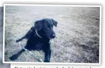  ?? ?? Flatcoated retrievern hade det passande namnet Penny och var en nyfiken och älskad familjemed­lem.