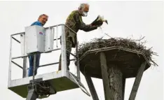  ?? Foto: Annemarie Meilinger ?? Malermeist­er Spenninger brachte den Experten für die Beringung, Josef Luff aus Donauwörth, mit dem Hublift ans Storchenne­st, wo die Beringung der beiden Jungstörch­e durchgefüh­rt wurde.