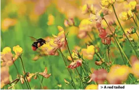  ?? Jon Hawkins ?? > A red tailed bumblebee visiting wildflower­s