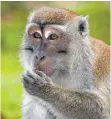  ?? FOTO: IMAGO ?? Im Skandal um Abgastests mit Affen, wie diesem Javaneraff­en, hat das Umweltmini­sterium eine Erklärung des leitenden Toxikologe­n gefordert.