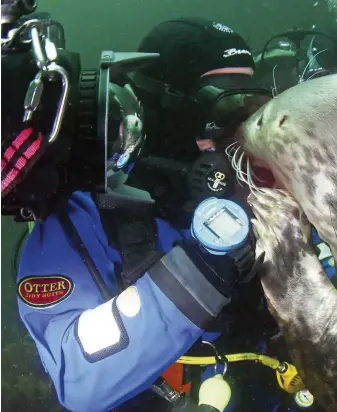  ??  ?? Top left: A playful grey seal tries to take off Ben’s mask. He says he would trust any seal in the water more than any domesticat­ed dog on land. Above: Ben makes eye contact with his ‘dive buddy’.