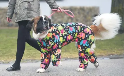  ?? Picture: AFP ?? Lola, a four-year-old St Bernard, arrives with its owner on the first day of the Crufts Dog Show yesterday in Birmingham, England.