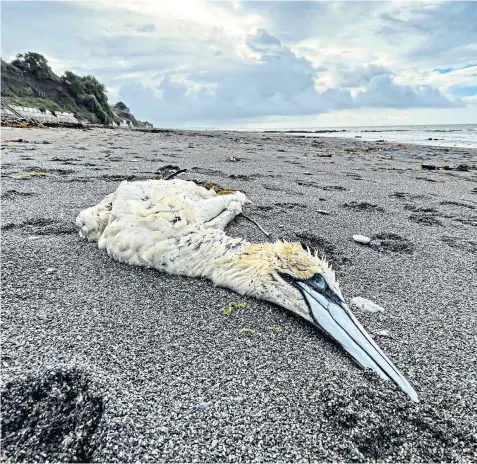  ?? ?? One of hundreds of dead seabirds washed up on the coast of Cornwall. On just one two-mile stretch of beach between Downderry and Seaton, about 50 dead birds were found