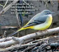  ??  ?? Even without the ‘bib’ of a male in breeding finery, the Grey Wagtail is a handsome bird, in grey and yellow